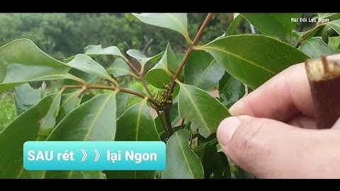 Vải Thiều Lục Ngạn Chuyển Lộc Thành Hoa Sau Đợt Rét l Núi Đồi Lục Ngạn