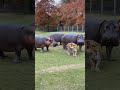 Never Mess With a Hippo Family!호랑이가 교훈을 배웠다: 하마 가족을 건드리지 마라 トラが教訓を学んだカバの家族には手を出すな#hippo