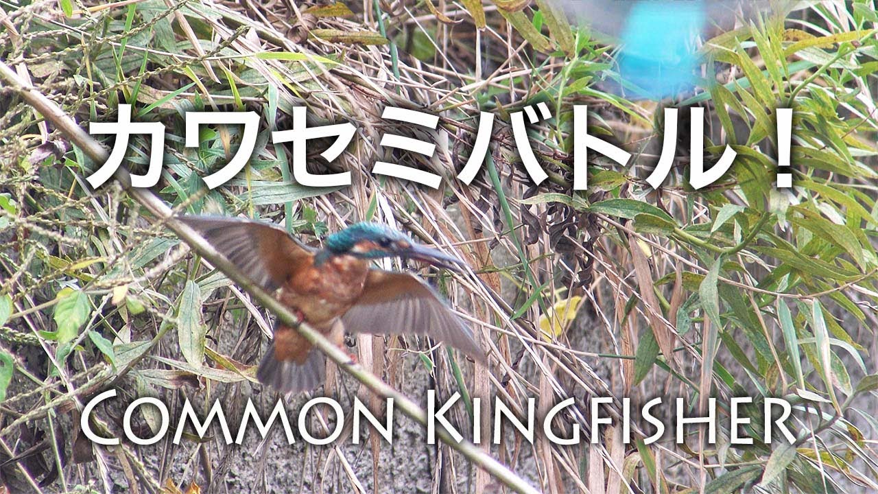【野鳥観察】カワセミの縄張り争い・Common kingfisher 