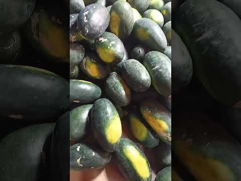 Βίντεο: Black Diamond Yellow Flesh Melon: Growing Yellow Flesh Black Diamond Watermelon Plants