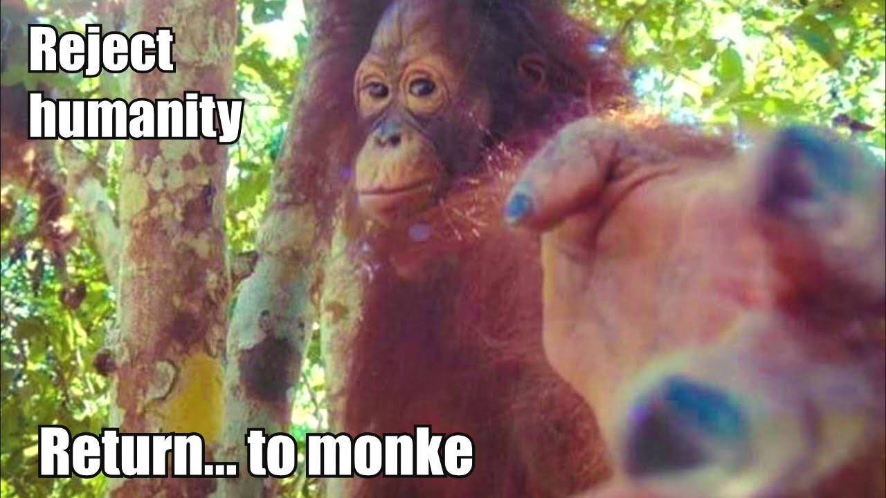 REJECT HUMANITY, BECOME MONKE - by bearbubb (video with sound at