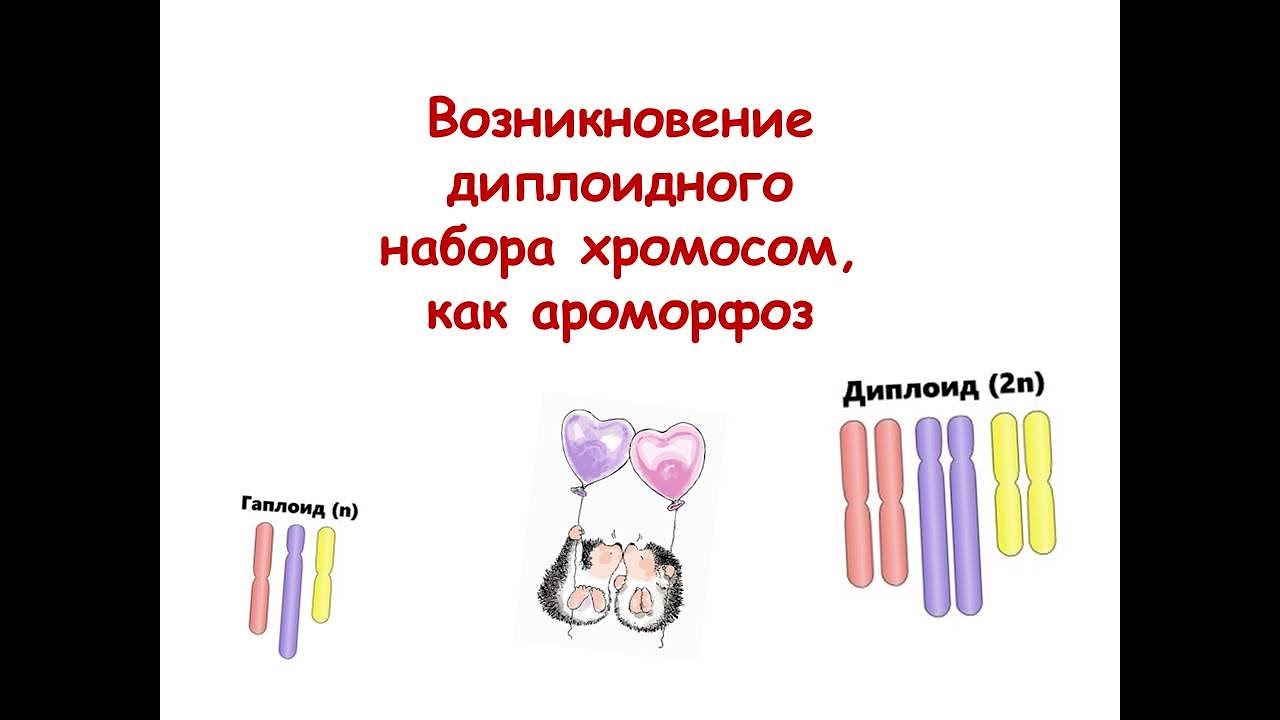 Диплоидный набор хромосом. Двойной диплоидный набор хромосом. Гаплоидный и диплоидный набор хромосом. Появления диплоидного набора. Диплоидный набор и гаплоидный набор.