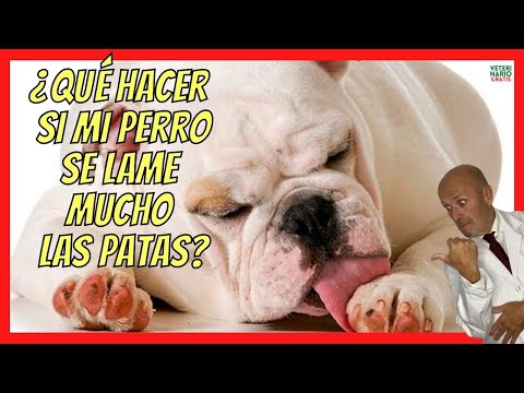 ¿QUE HACER SI MI PERRO SE LAME MUCHO LAS PATAS Y LAS TIENE ROJAS?🥇 PODODERMATITIS EN PERROS hqdefault
