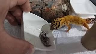 Tango My Leopard Gecko Eating Live Super Worm For The 1St Time