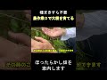ほったらかし農業 大根
