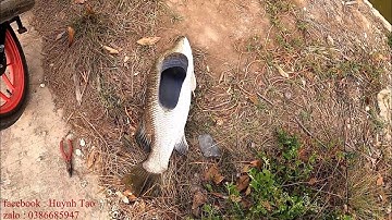 CÂU CÁ CHẼM , BARRAMUNDI ĐỤNG PHẢI THỦY QUÁI VÀ CÁI KẾT TÊ NGƯỜI