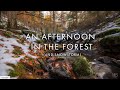 An Afternoon in the Forest | TIMELAPSE VLOG