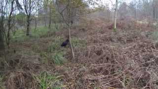 Rough Shooting for Woodcock and Pheasants with cocker spaniels.