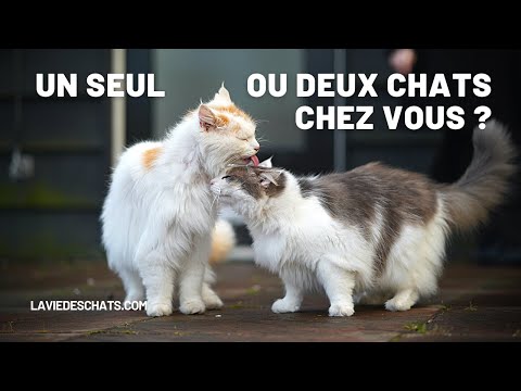 Vidéo: Les frères et sœurs chats peuvent-ils avoir des chatons ?