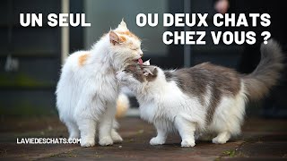 Adopter un ou deux chats ? 🐈🐈8 bénéfices.