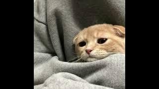 Always - Isak Danielson Speed Up