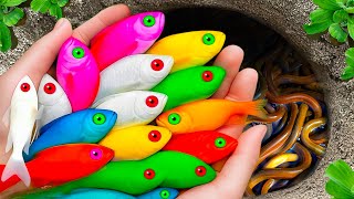 Surprised Catch Colorful aquarium Fish in Small Pond, Pencil Fish, Catfish, Baby Turtle, Carp, Guppy