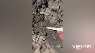 Evaluating Corn Fields After Planting