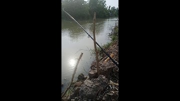 Câu cá tra sông trúng ngay ổ cá lên liên tục