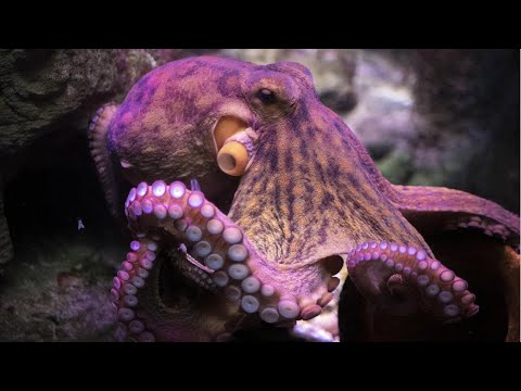New scientific paper claims octopuses are actually aliens from outer space