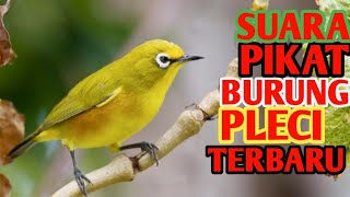 Suara pikat burung pleci terbaru 2022