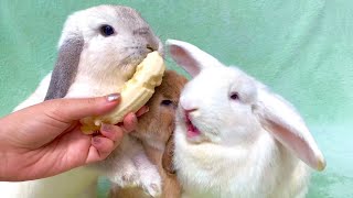 What Happens if You Give 1 Banana to 3 Rabbits by Bunny Love 11,174 views 3 years ago 2 minutes, 52 seconds