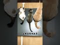 猫さんをいつもと違うアングルで #shorts #cat #保護猫 #ショート