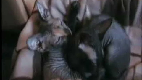 Video 1414301: don sphynx kitten, purring sphynx, sleepy sphynx, breed