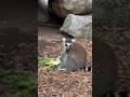Lemur eating lettuce! #shorts #lemur #zoo #ytshorts