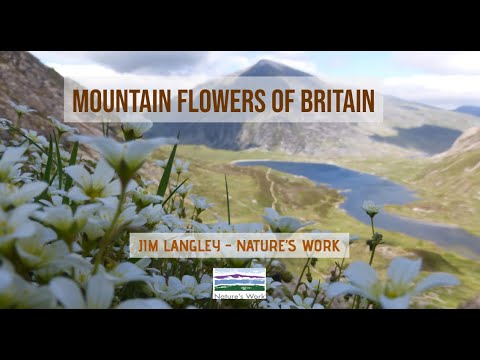 Video: Mountain flowers: names and features