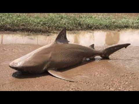 Shark found in puddle after powerful storm pummels Australia