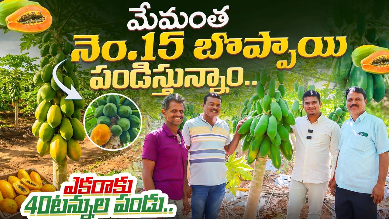 No.15 Papaya Cultivation In Telugu | 40టన్నుల నెం.15 బొప్పాయి సాగు | Shiva Agri Clinic