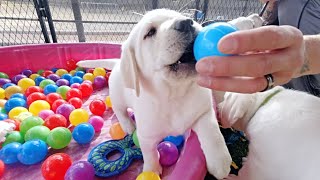 LABRADOR'S VS. THE BALL PIT!