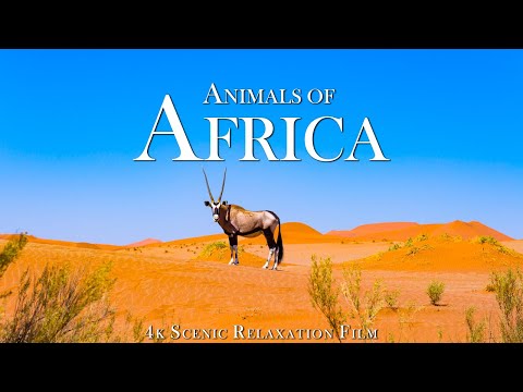 Animal World 4K: African Wildlife and Survival - Scenic Wildlife Film With African Music