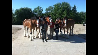 Behind the scenes with The Budweiser Clydesdales 2013