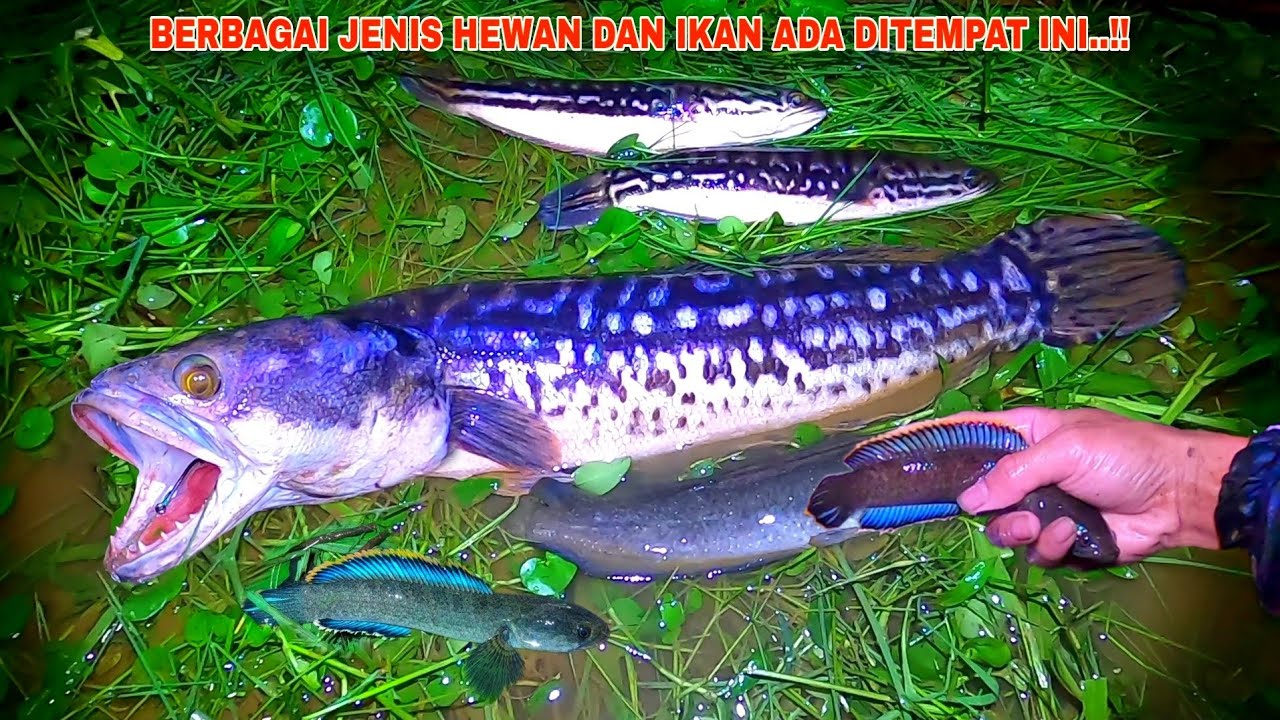 JACKPOT TAK TERDUGA..!! Dapat Ikan Channa Monster & Berbagai hewan Aneh Saat Mancing Channa Limbata