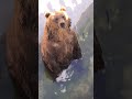 Медведь в московском зоопарке/Bear at the Moscow Zoo