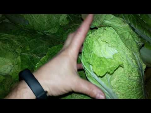 Вопрос: Как хранить листовую капусту?