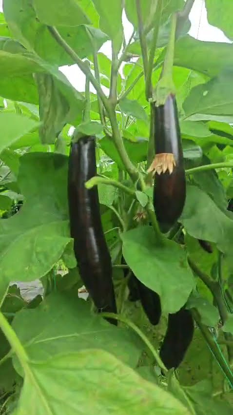 YouTube video kapağı