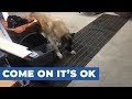 German shepherd scared to walk across grate