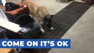 German Shepherd Scared to Walk Across Grate