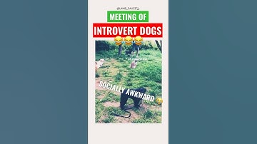 INTROVERT DOGS MEETING 🧐🤷‍♂️ *socially awkward* LMFAO #introvert #introvertpersonality #funnydogs