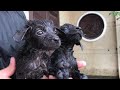 rescue two puppies that were drowned and starved in an abandoned house due to floods