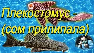 Плекостомус (сом прилипала, аквариумный санитар)