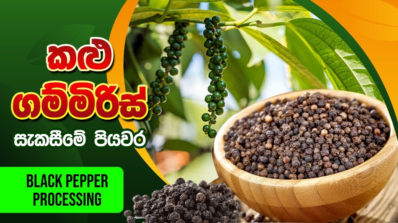 How Prepare Black Pepper Biosystems Technology 