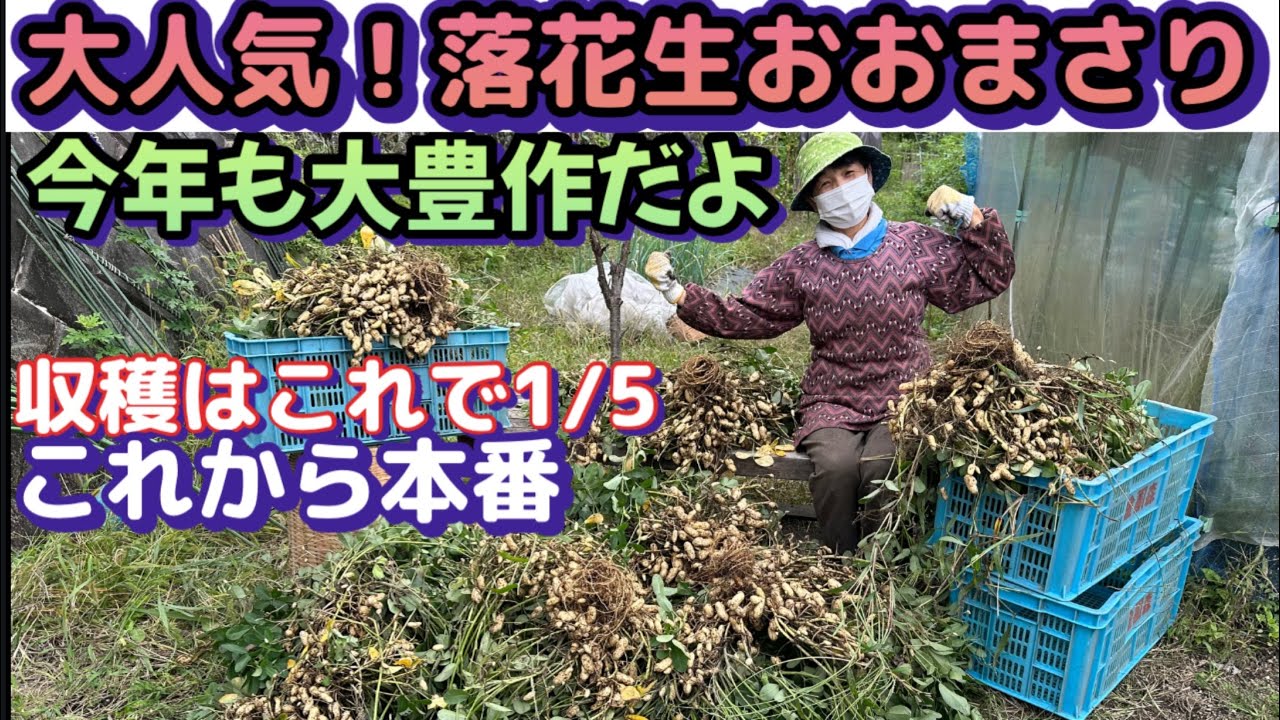 【家庭菜園で落花生栽培収穫編】みんな大好き！茹で落花生おおまさり〜保存方法もあります