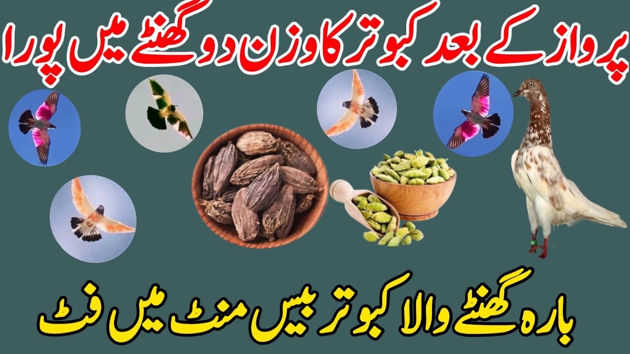 Parwaz k bad kabootar ka wazan do ghanty me pora 