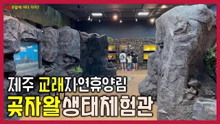 제주 교래자연휴양림 곶자왈생태체험관 | 곶자왈의 생성과정과 현재 모습 | 곶자왈공유화재단 [2023 제주도 여행일기 No.17]