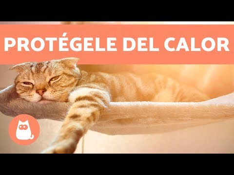 Video: Cómo Proteger Las Camas De Los Trucos De Los Gatos