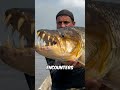Five Fish That Are More Dangerous Than Sharks #Animals #AnimalFacts
