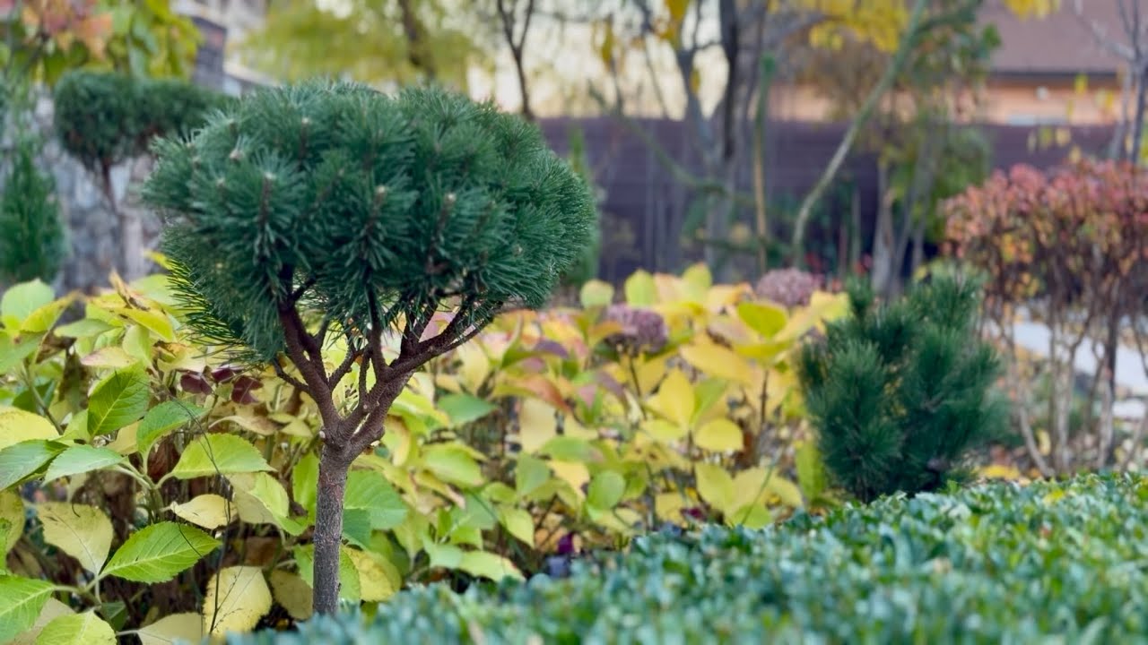 ВПЕРВЫЕ СТРИЖКА ПОЛЗУЧЕЙ СОСНЫ! ФОРМИРОВКА СОСЕН: KOSTELNICEK, PAL MALETER И ТИСОВ: HICKSII, HILLII!
