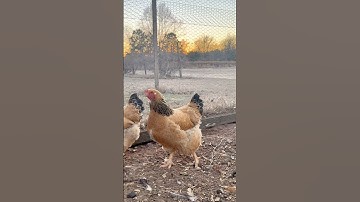 Deep Litter Technique for Chicken Coops