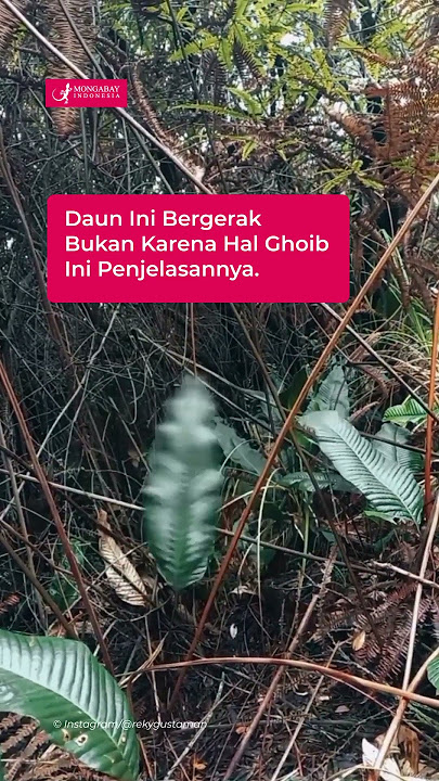 Bukan Karena Hal Supranatural! Ini Penjelasan Mengapa Daun ini BIsa Bergerak Sendiri