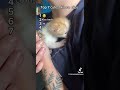 :3||•@funnyanimalbehavior||•#cats#meme#edit#trend#cute|||