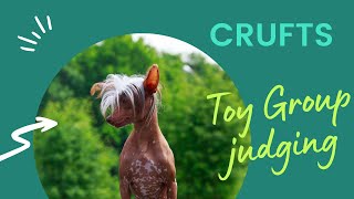 CRUFTS - Toy Group judging 2023